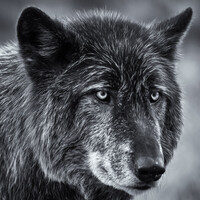 Profile picture for John Pelechosky