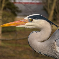 Profile picture for Allan Benche