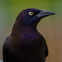 Profile picture for R A