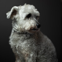 Profile picture for Dusty Cooper