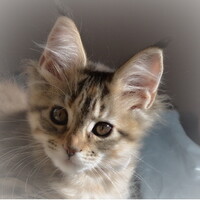 Profile picture for Fjell Photography