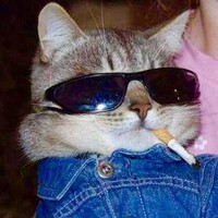 Profile picture for Cooler Cat