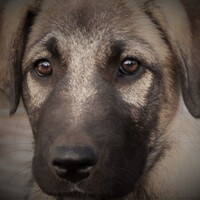 Profile picture for Ron Stansell