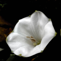 Profile picture for Hritvika Ghadiyali