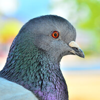 Profile picture for Paul Laubach