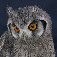 Profile picture for Dave Hall