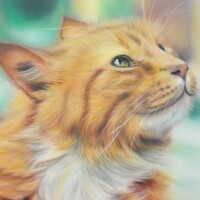 Profile picture for Pitter Brayan