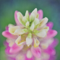 Profile picture for Amy Milton