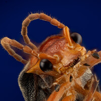 Profile picture for Willam Wheeler