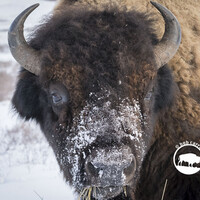 Profile picture for Robert Carroll