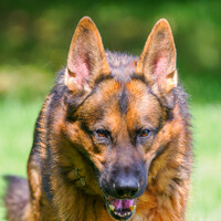 Profile picture for Alan Kefauver
