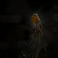 Profile picture for Kees de Wit