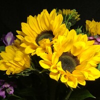 Profile picture for Dave Terrell