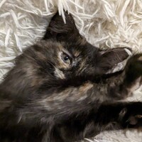 Profile picture for Ivan Davydov