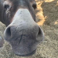 Profile picture for Mariah Valentine