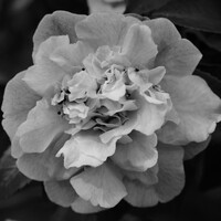 Profile picture for Rose Clifton