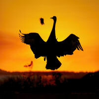 Profile picture for Arthur Morris