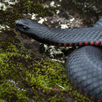 View Black red belly by Wojciech Grencer