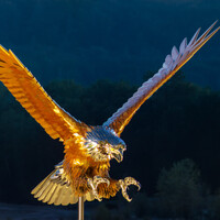 Golden eagle in flight with wings spread wide against dark blue background