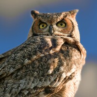 View GREAT HORNED OWL by Colin Andersson-Hamill