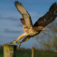 View Red Tailed Hawk by Colin Andersson-Hamill