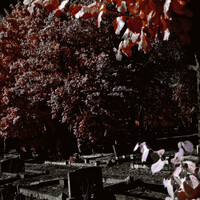 Moonlit cemetery with autumn foliage overhead and graves in the foreground