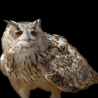 Eagle owl with ear tufts and amber eyes against black background