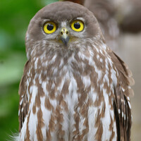 Close-up portrait of a small owl with striking yellow eyes and mottled brown and white plumage