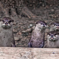 Four otters perched on a wooden log, facing the camera with alert expressions
