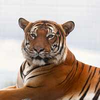 Bengal tiger resting with front paws extended, gazing directly at camera against overcast sky
