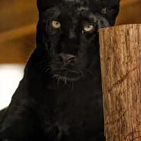 Black panther with intense yellow eyes gazing directly at camera against warm wooden backdrop