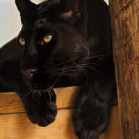 Black panther with golden eyes resting on wooden surface near wooden post