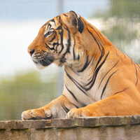 Bengal tiger resting on a concrete platform, gazing toward the camera in profile