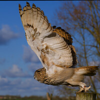 Barn owl in flight with wings spread, launching from a wooden post against blue sky