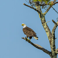 Bald eagle perched on a bare branch against clear blue sky