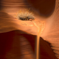 Macro photograph of a hedgehog on a wooden surface with warm backlighting