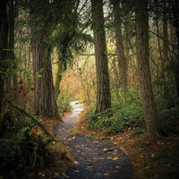 Narrow paved path curving through a dense evergreen forest in autumn, with fallen orange leaves scattered across the asphalt and light glowing at the far end.