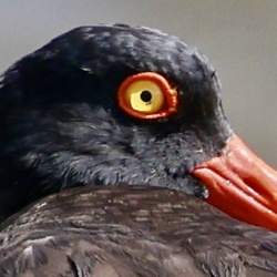Jason Perry's picture
