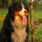 User picture for Mann Hund