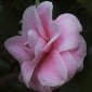 User picture for Rosetta Niven
