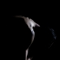 User picture for dnjimage dnj