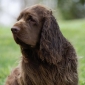 User picture for Sandra Middlebrook