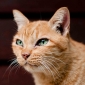User picture for Tobb Kratobb
