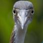 User picture for ronald schaeffer