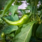 User picture for Pepper Francis
