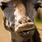User picture for Anthony Karani