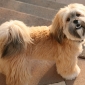 User picture for Elijahu Shapira