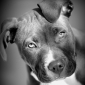 User picture for Rodolfo Arechiga