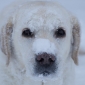 User picture for Titus Apfot