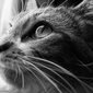 User picture for Tim Guilmain